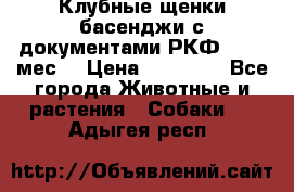 Клубные щенки басенджи с документами РКФ - 2,5 мес. › Цена ­ 20 000 - Все города Животные и растения » Собаки   . Адыгея респ.